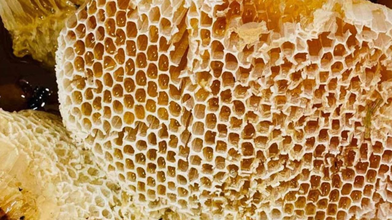 Mật Ong Rừng Phú Thọ