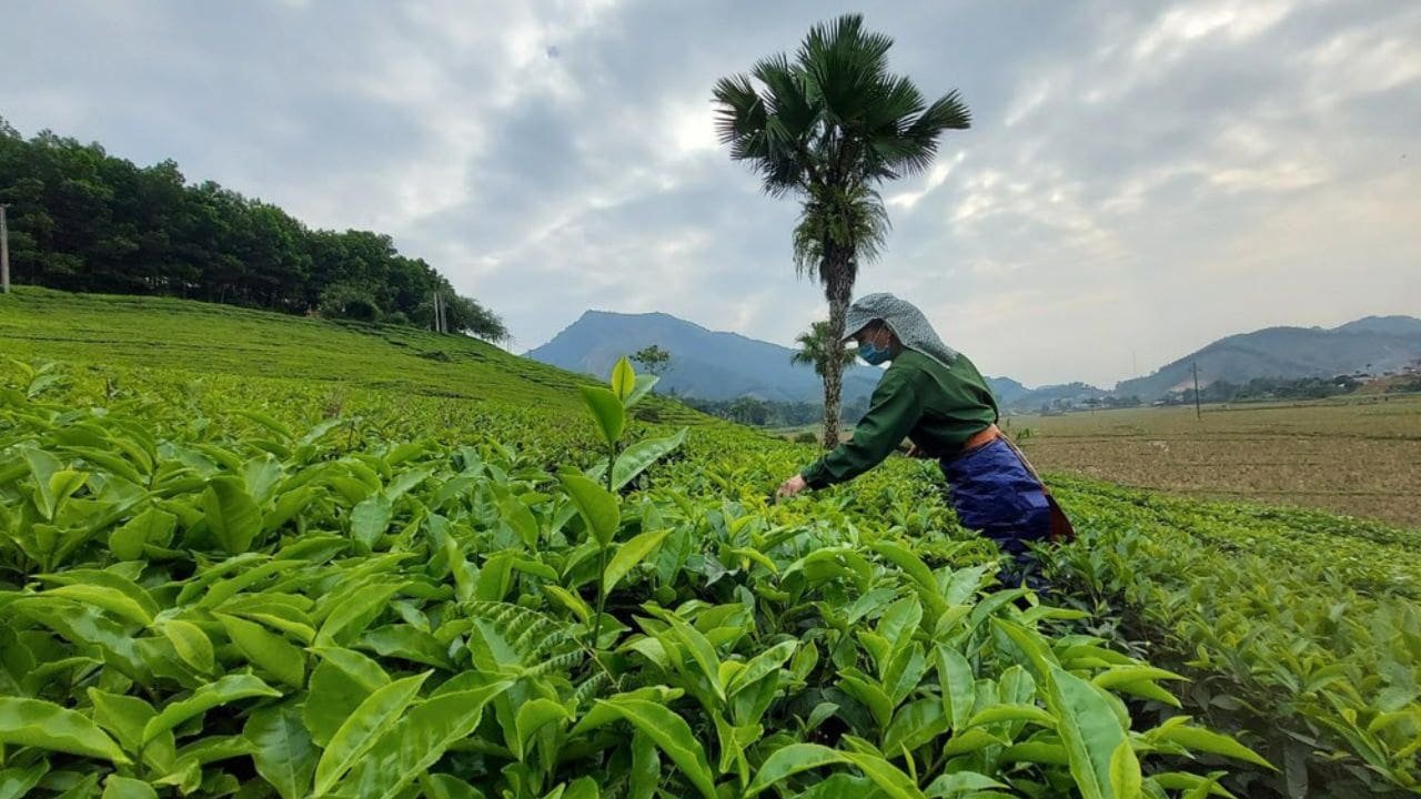Chè Xanh Phú Thọ